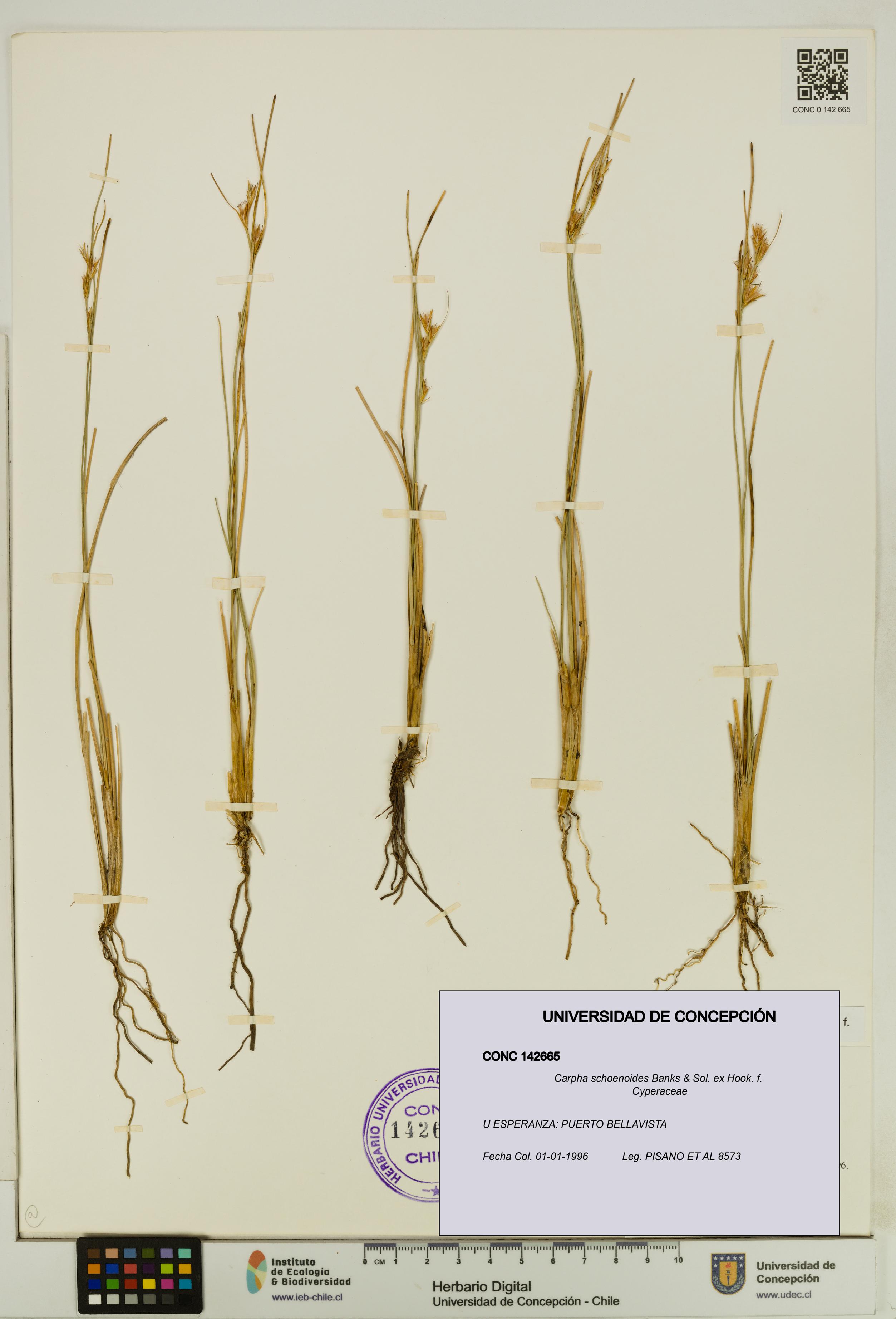 Carpha schoenoides [Espécimen: UDEC:CONC:0142665]
