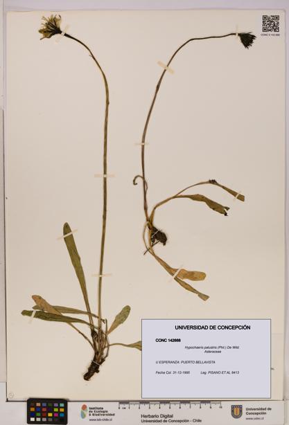 Hypochaeris palustris [Espécimen: UDEC:CONC:0142668]