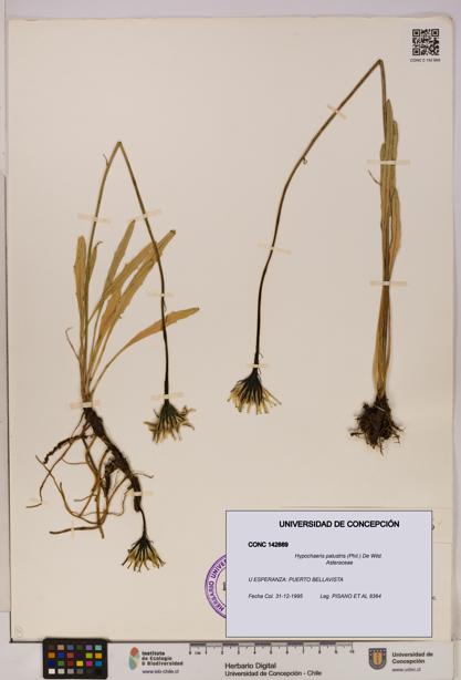 Hypochaeris palustris [Espécimen: UDEC:CONC:0142669]