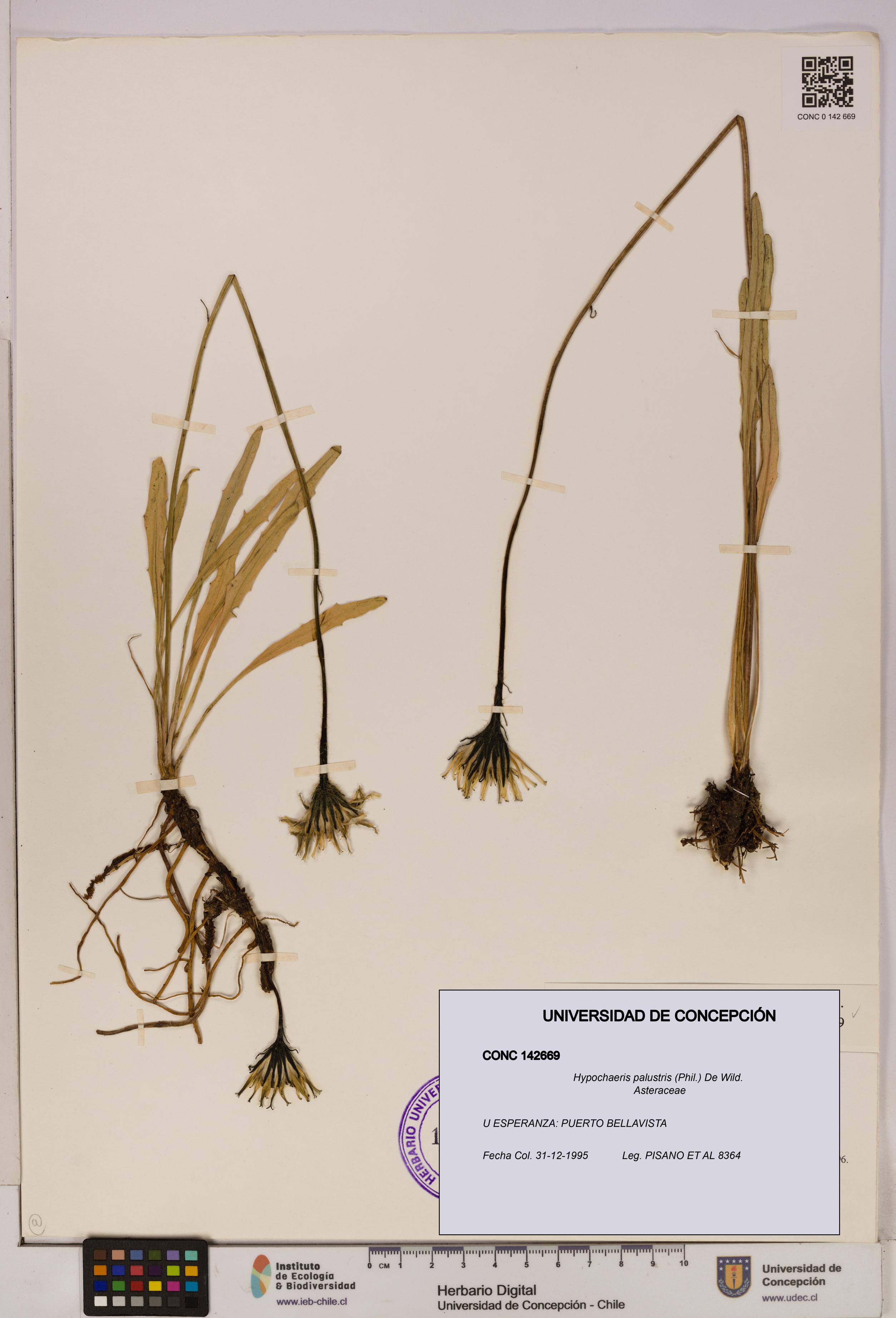 Hypochaeris palustris [Espécimen: UDEC:CONC:0142669]