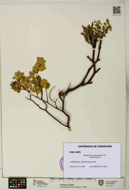 Misodendrum brachystachium [Espécimen: UDEC:CONC:0142670]