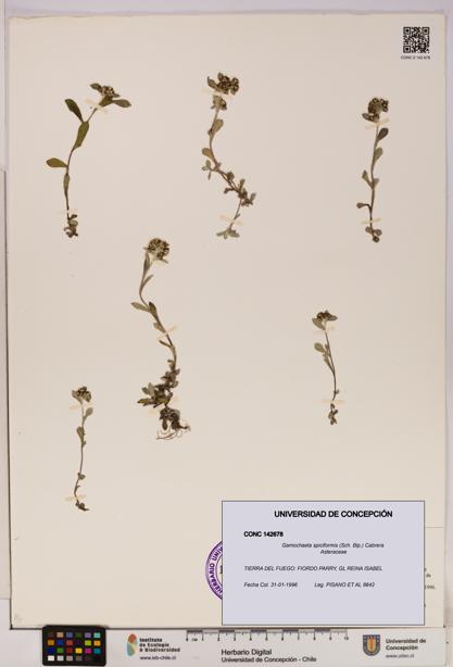 Gamochaeta spiciformis [Espécimen: UDEC:CONC:0142678]