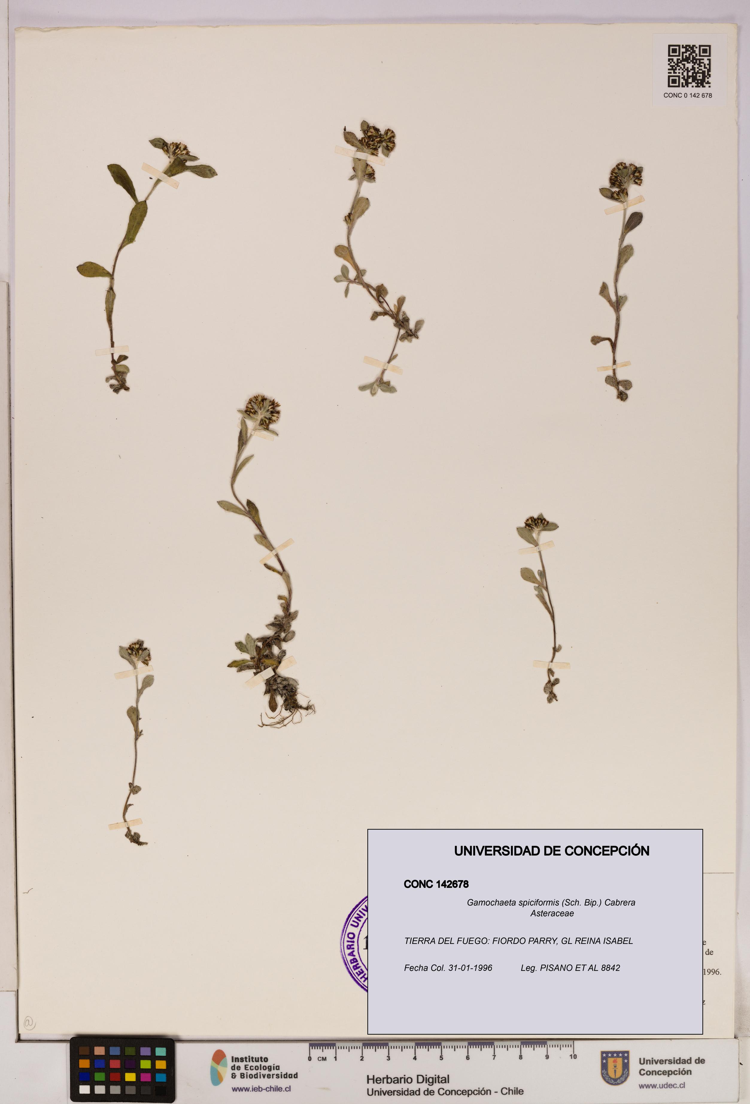 Gamochaeta spiciformis [Espécimen: UDEC:CONC:0142678]
