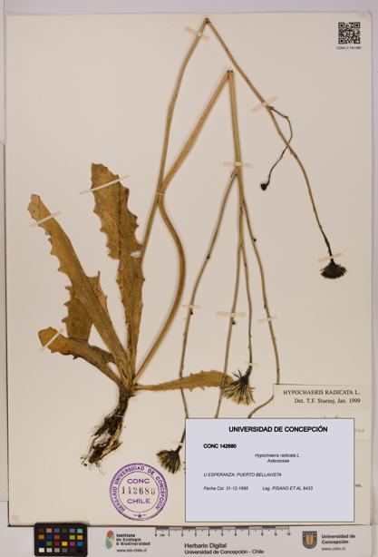 Hypochaeris radicata [Espécimen: UDEC:CONC:0142680]