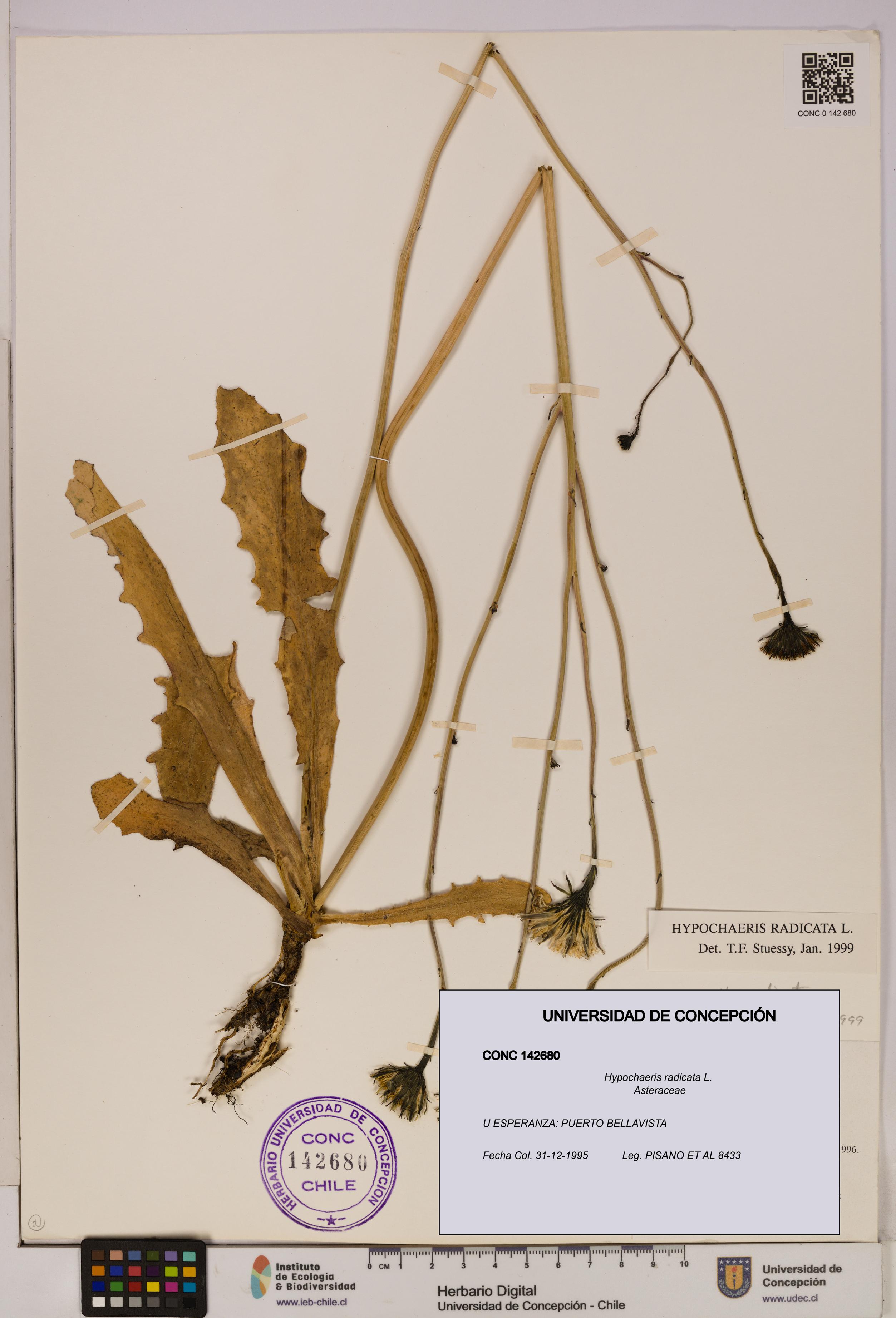 Hypochaeris radicata [Espécimen: UDEC:CONC:0142680]