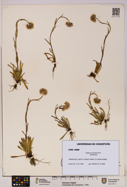 Erigeron myosotis [Espécimen: UDEC:CONC:0142683]