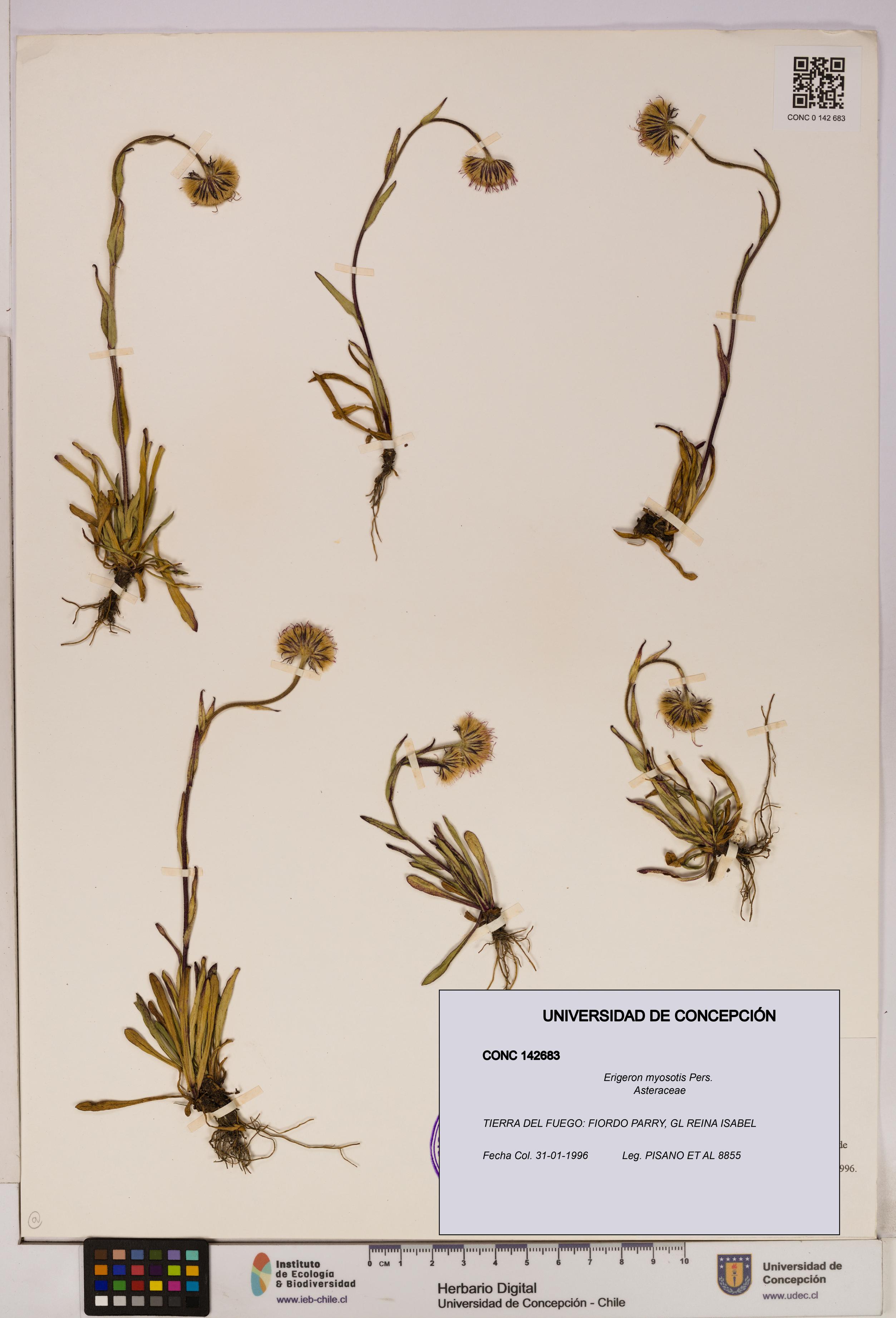 Erigeron myosotis [Espécimen: UDEC:CONC:0142683]