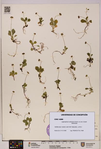 Lagenophora nudicaulis [Espécimen: ]