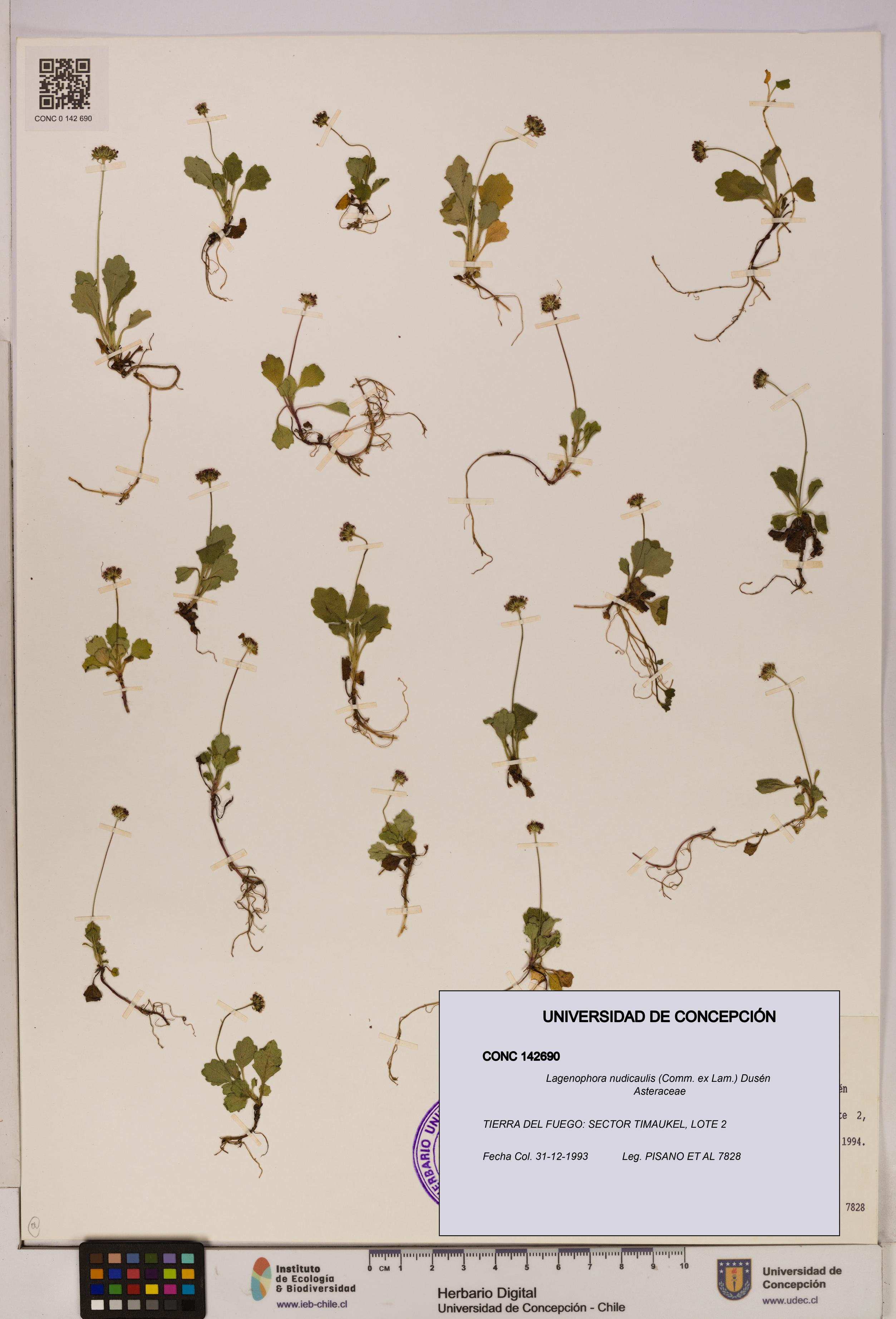 Lagenophora nudicaulis [Espécimen: ]