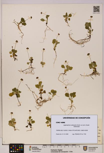 Lagenophora nudicaulis [Espécimen: ]