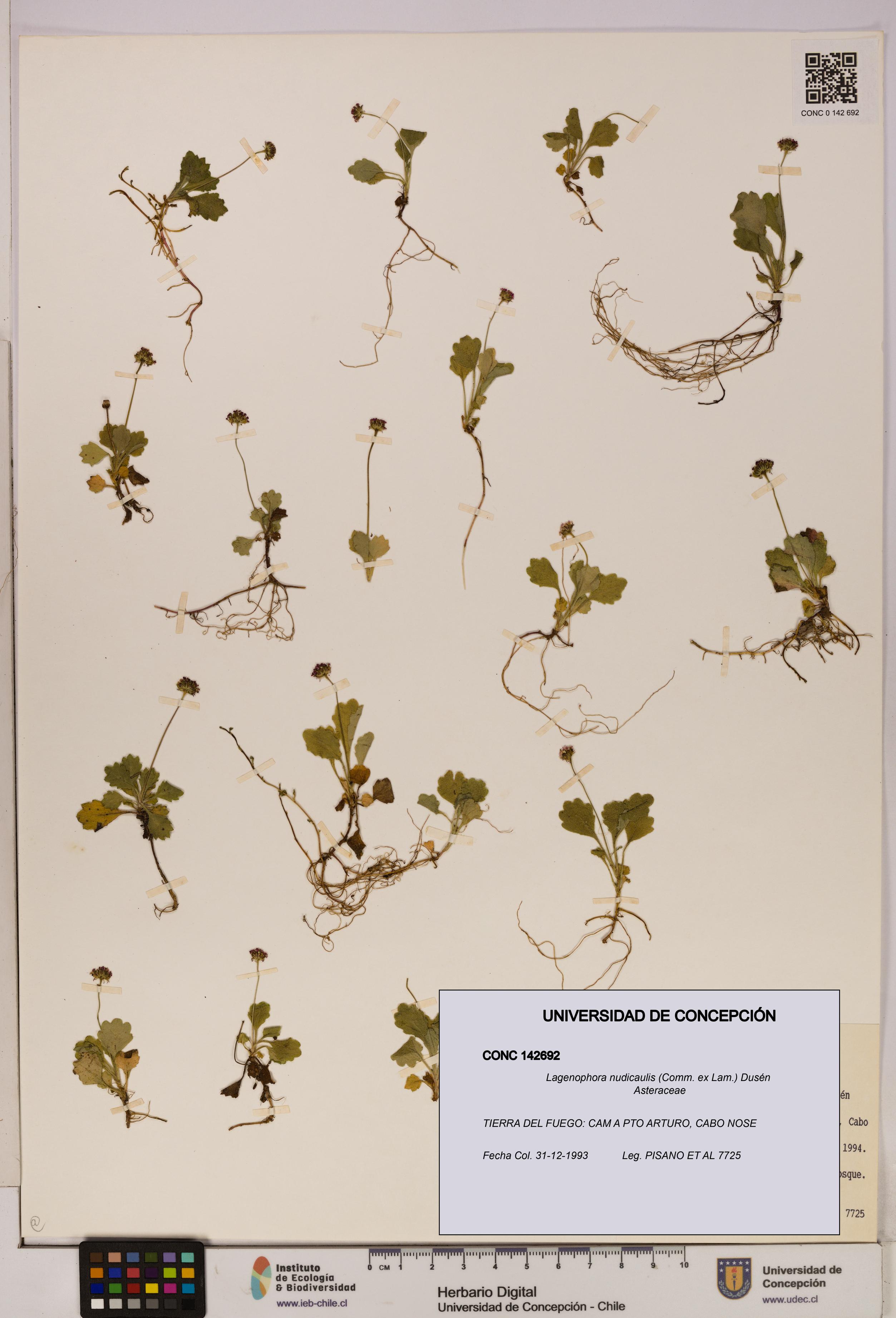 Lagenophora nudicaulis [Espécimen: ]