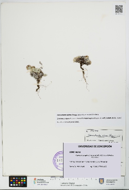 Gamochaeta alpina [Espécimen: UDEC:CONC:0142700]