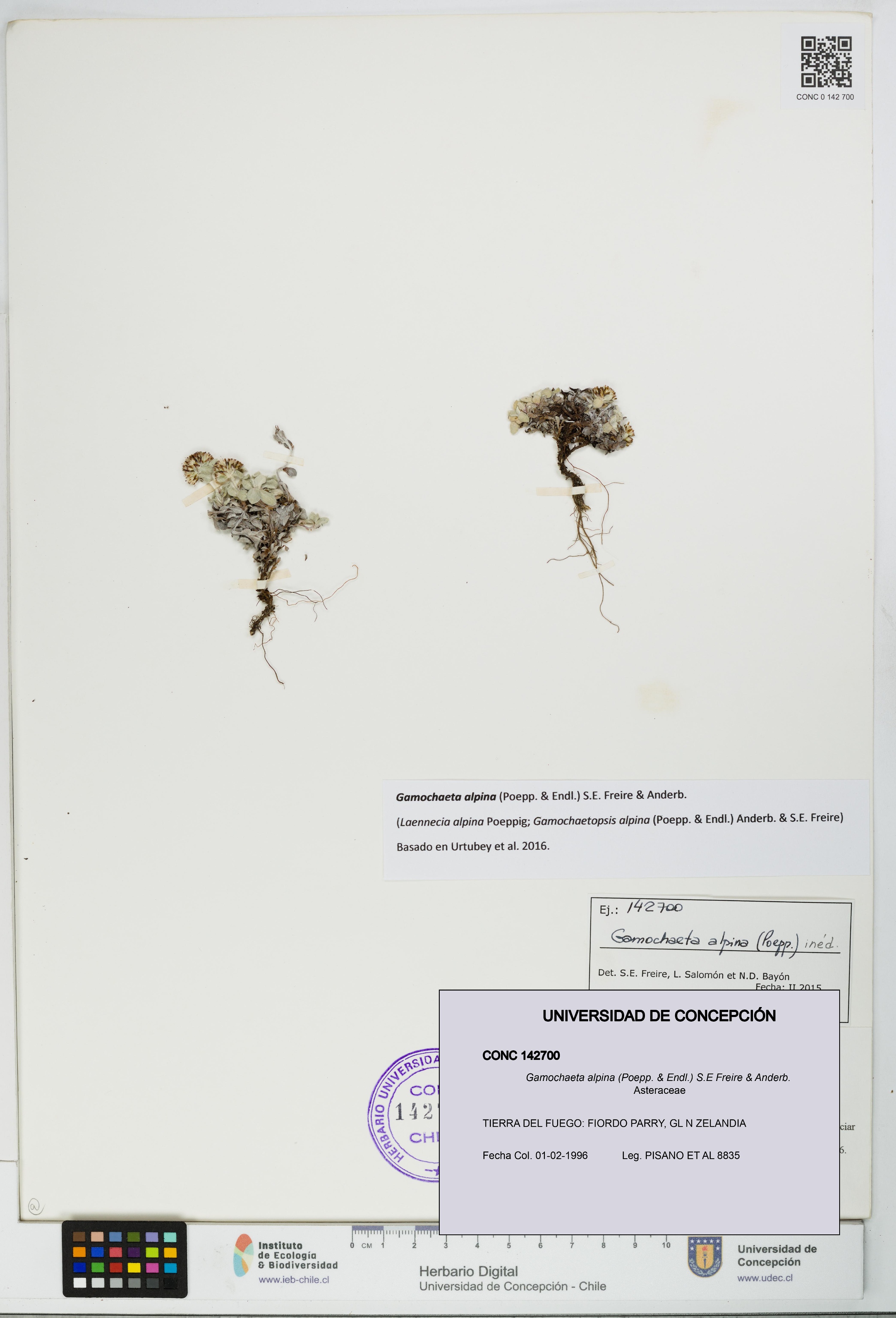 Gamochaeta alpina [Espécimen: UDEC:CONC:0142700]