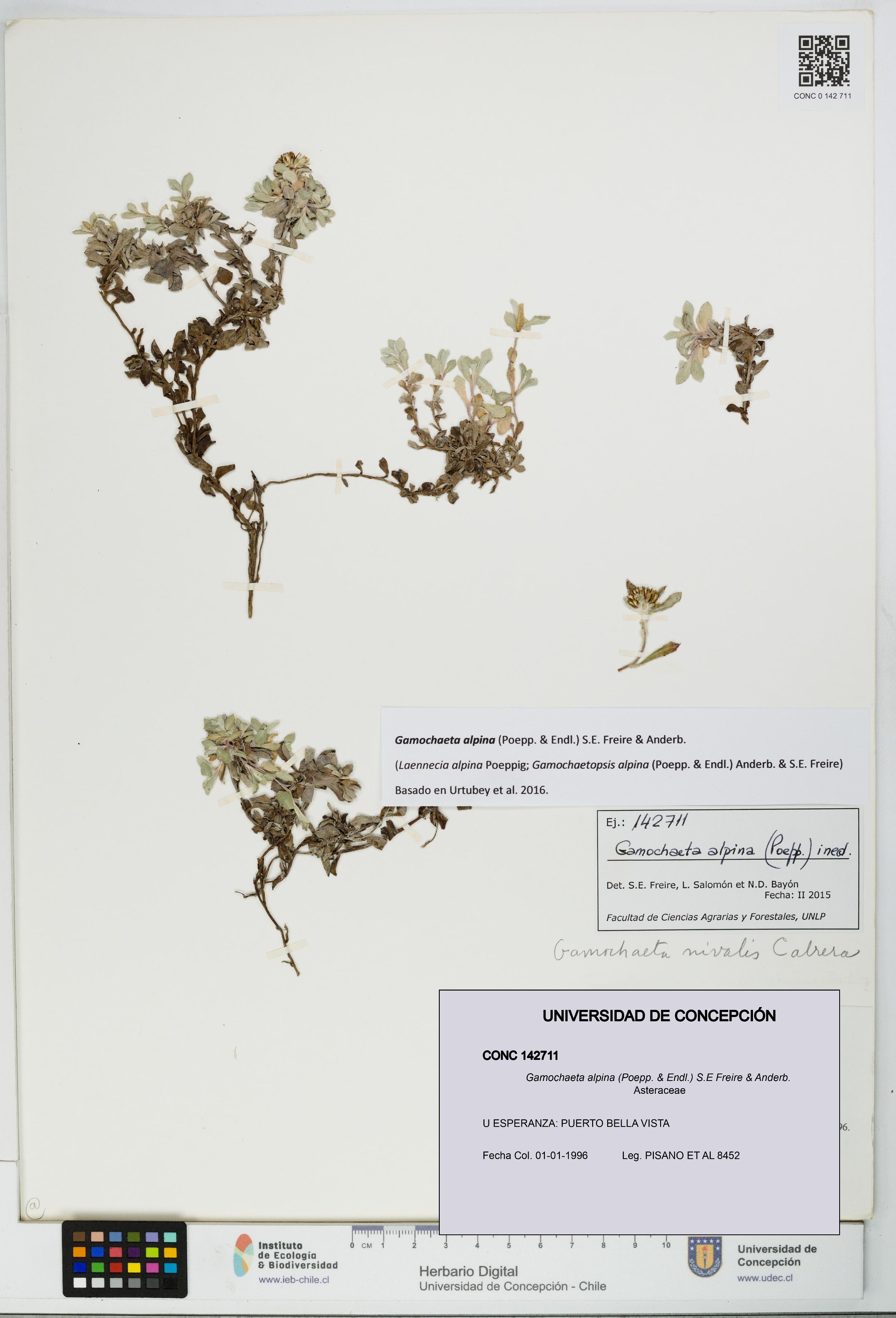 Gamochaeta alpina [Espécimen: UDEC:CONC:0142711]