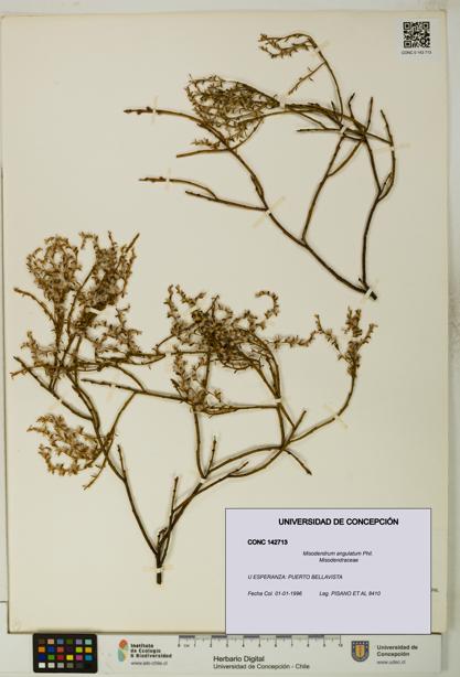 Misodendrum angulatum [Espécimen: UDEC:CONC:0142713]