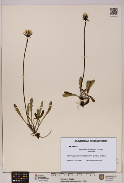 Hypochaeris palustris [Espécimen: UDEC:CONC:0142714]