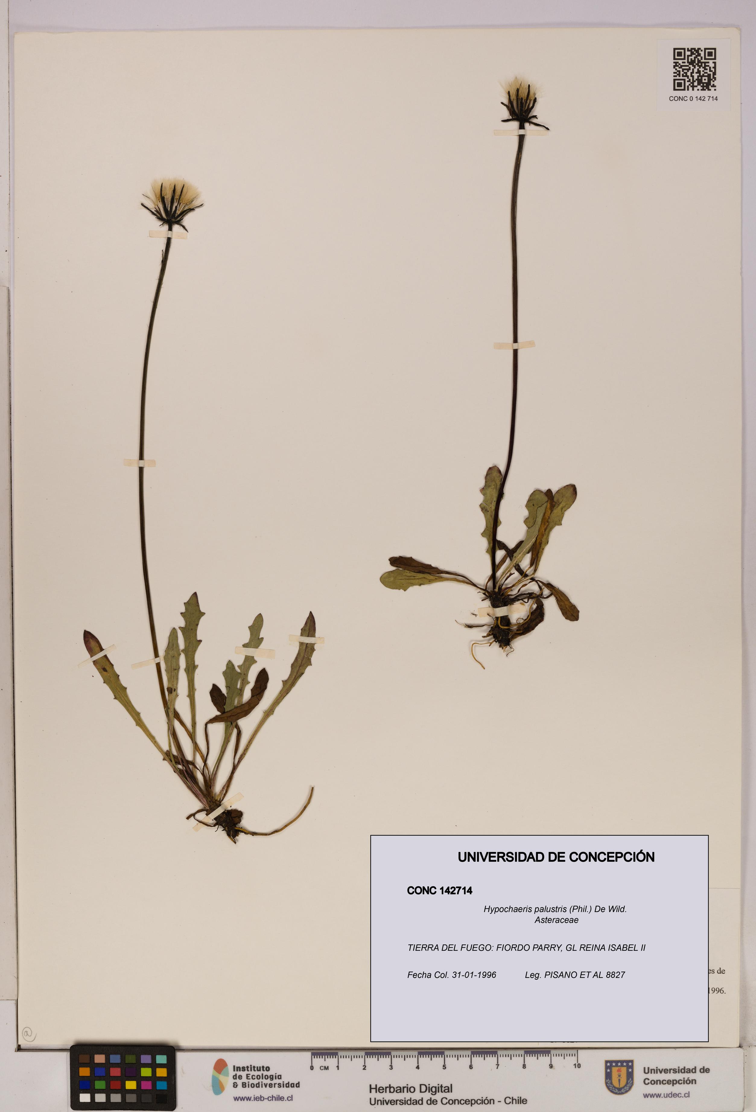 Hypochaeris palustris [Espécimen: UDEC:CONC:0142714]