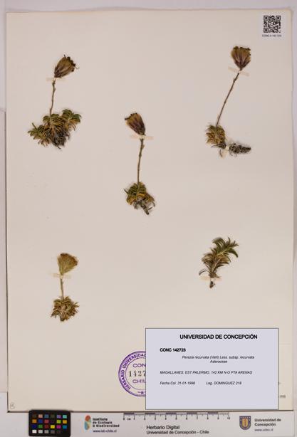Perezia recurvata subsp. recurvata [Espécimen: UDEC:CONC:0142723]