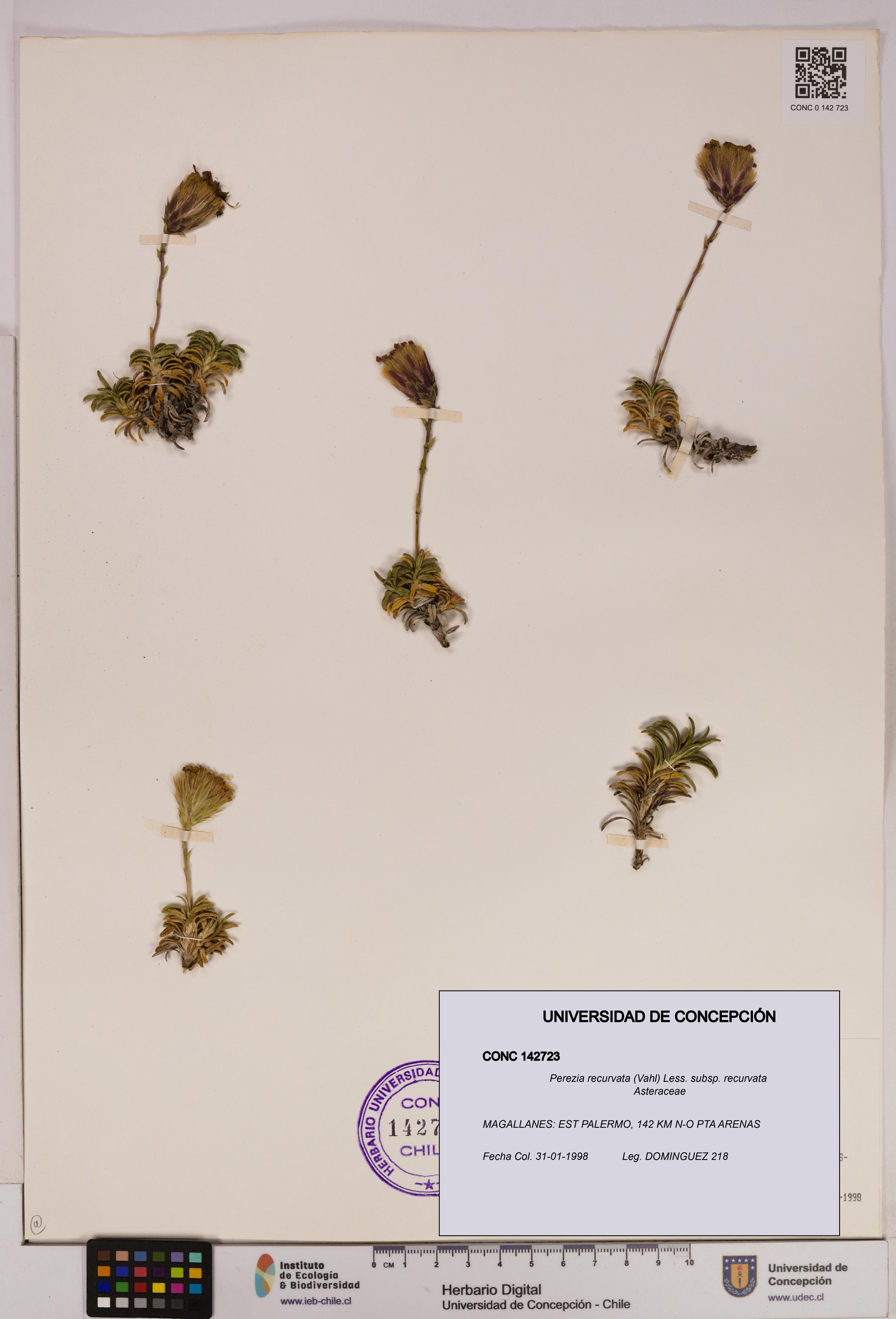 Perezia recurvata subsp. recurvata [Espécimen: UDEC:CONC:0142723]