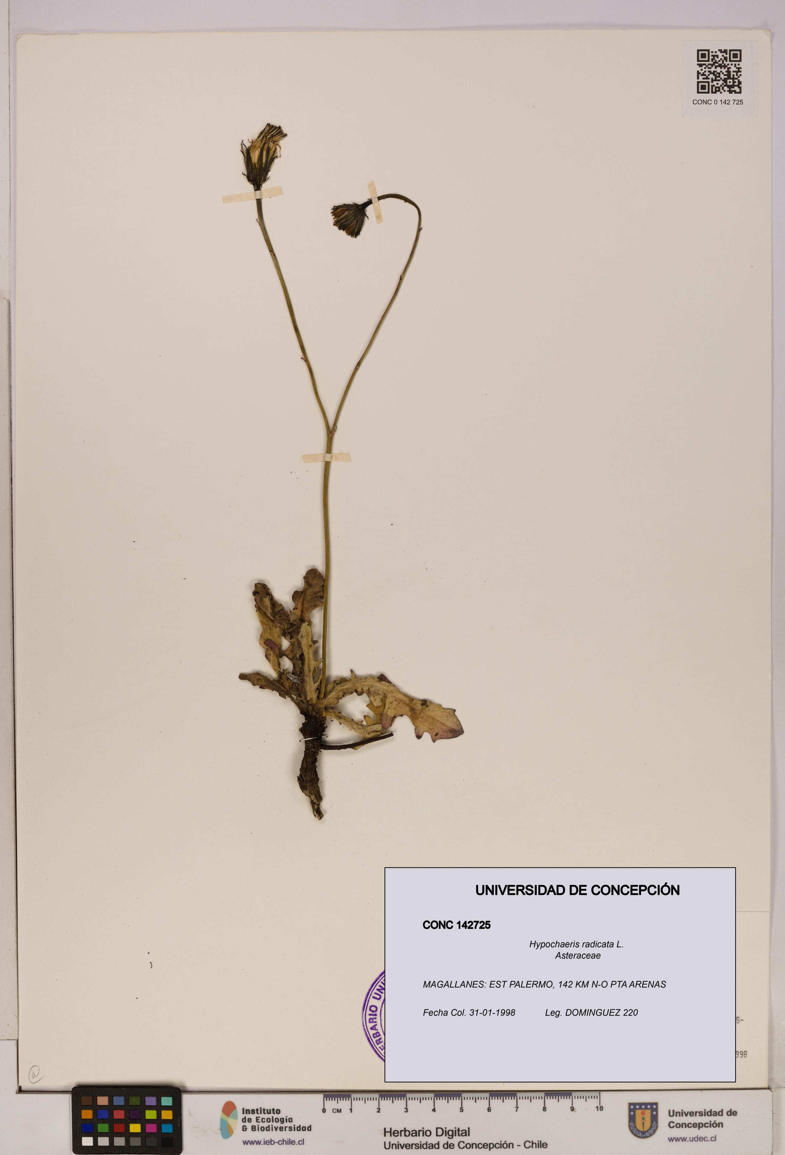 Hypochaeris radicata [Espécimen: UDEC:CONC:0142725]