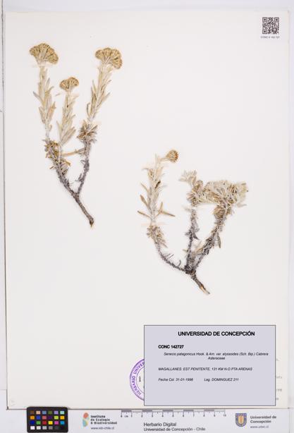 Senecio patagonicus var. alyssoides [Espécimen: ]