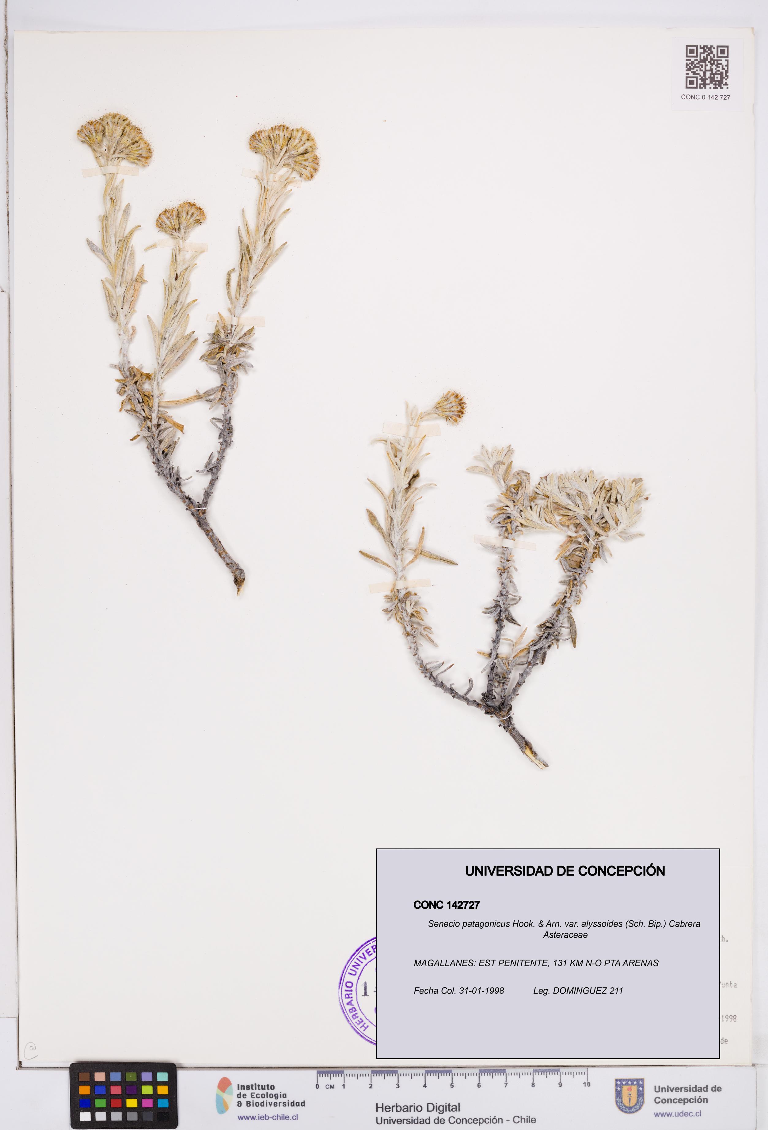 Senecio patagonicus var. alyssoides [Espécimen: ]