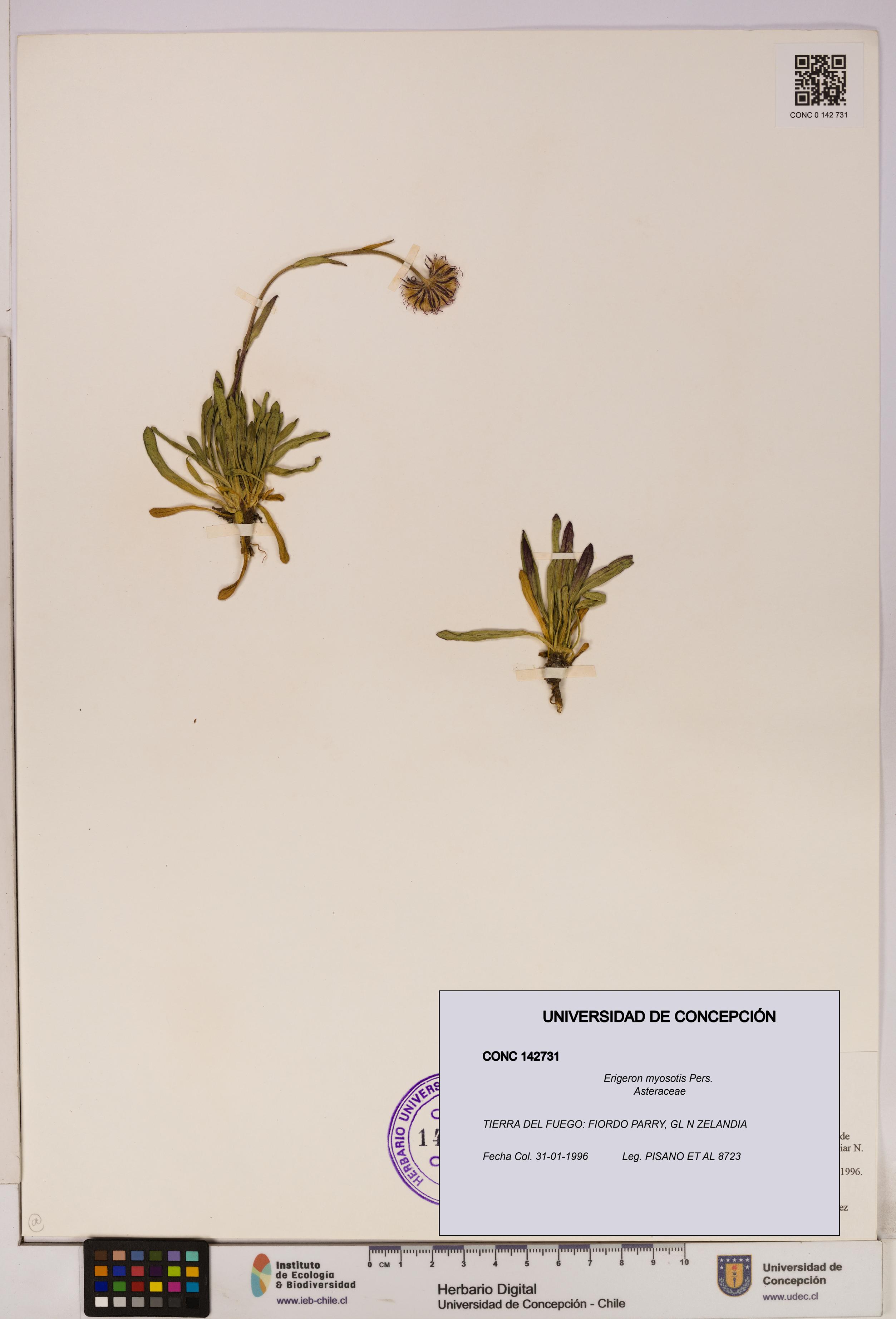 Erigeron myosotis [Espécimen: UDEC:CONC:0142731]