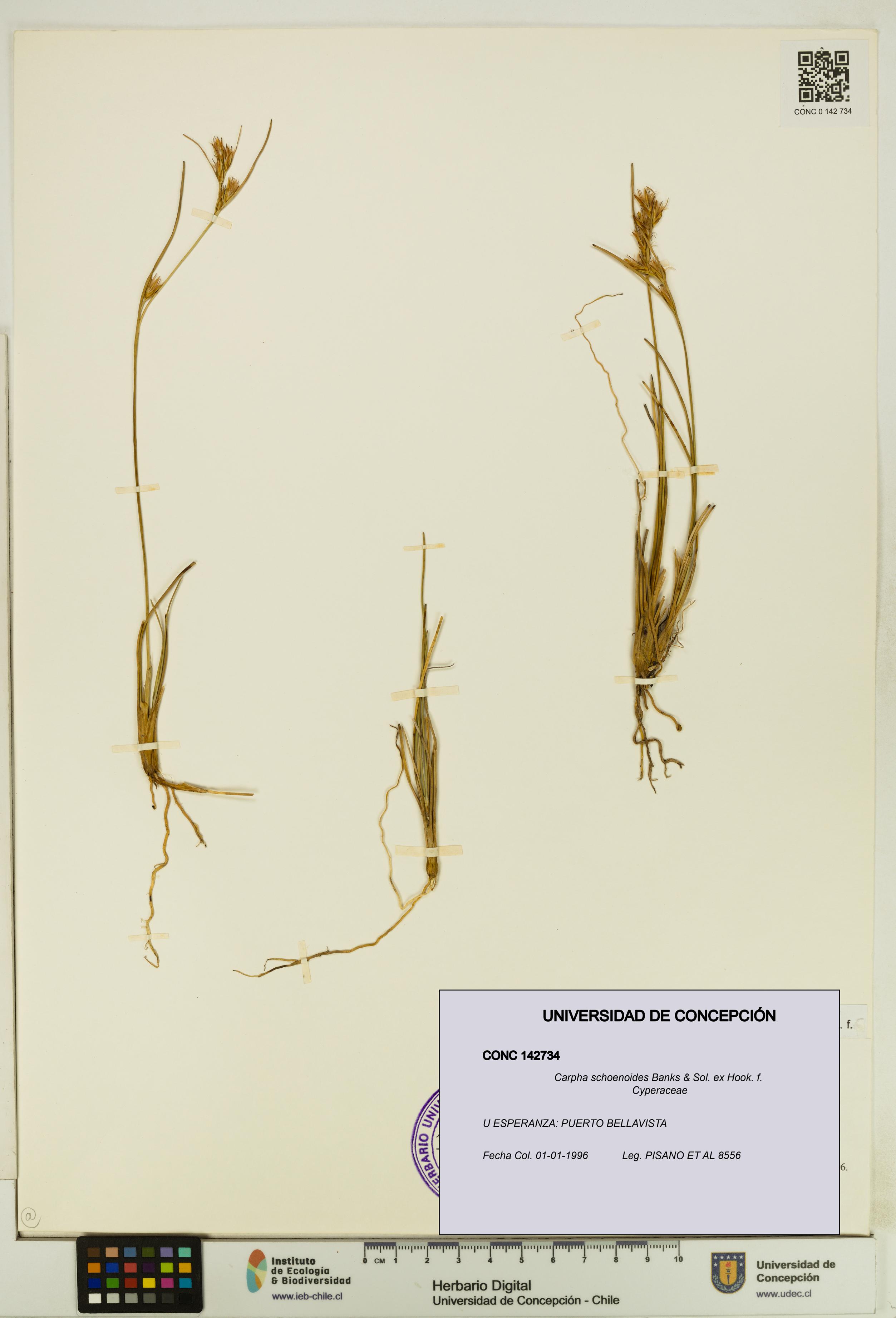 Carpha schoenoides [Espécimen: UDEC:CONC:0142734]