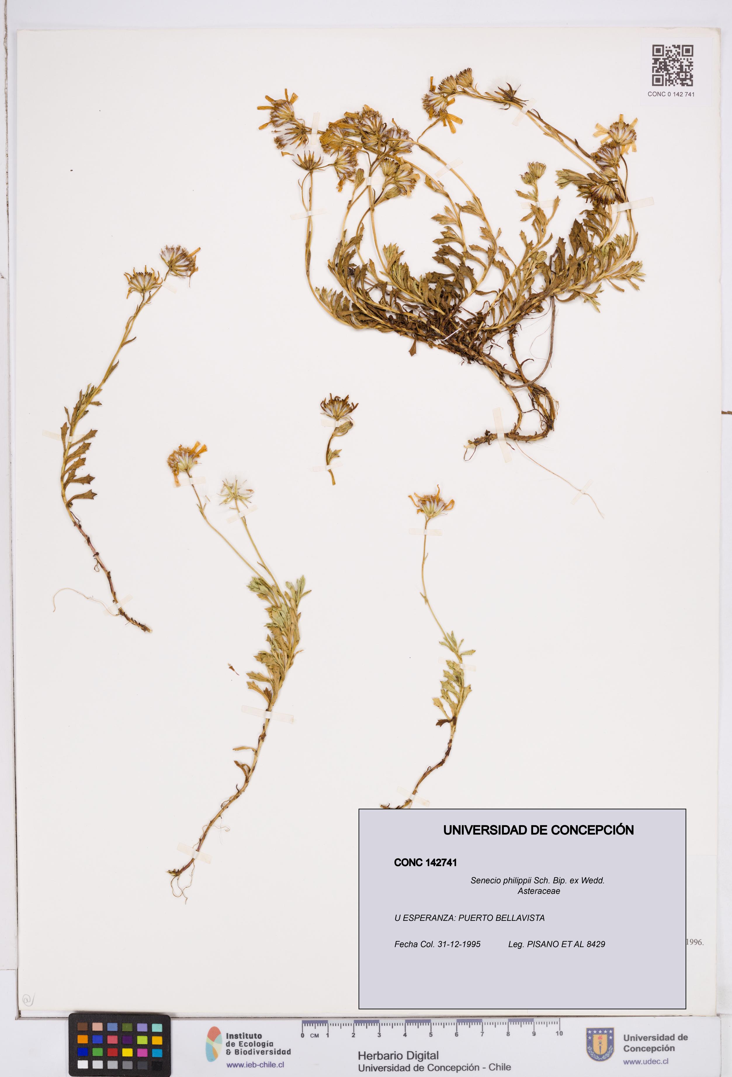 Senecio philippii [Espécimen: ]