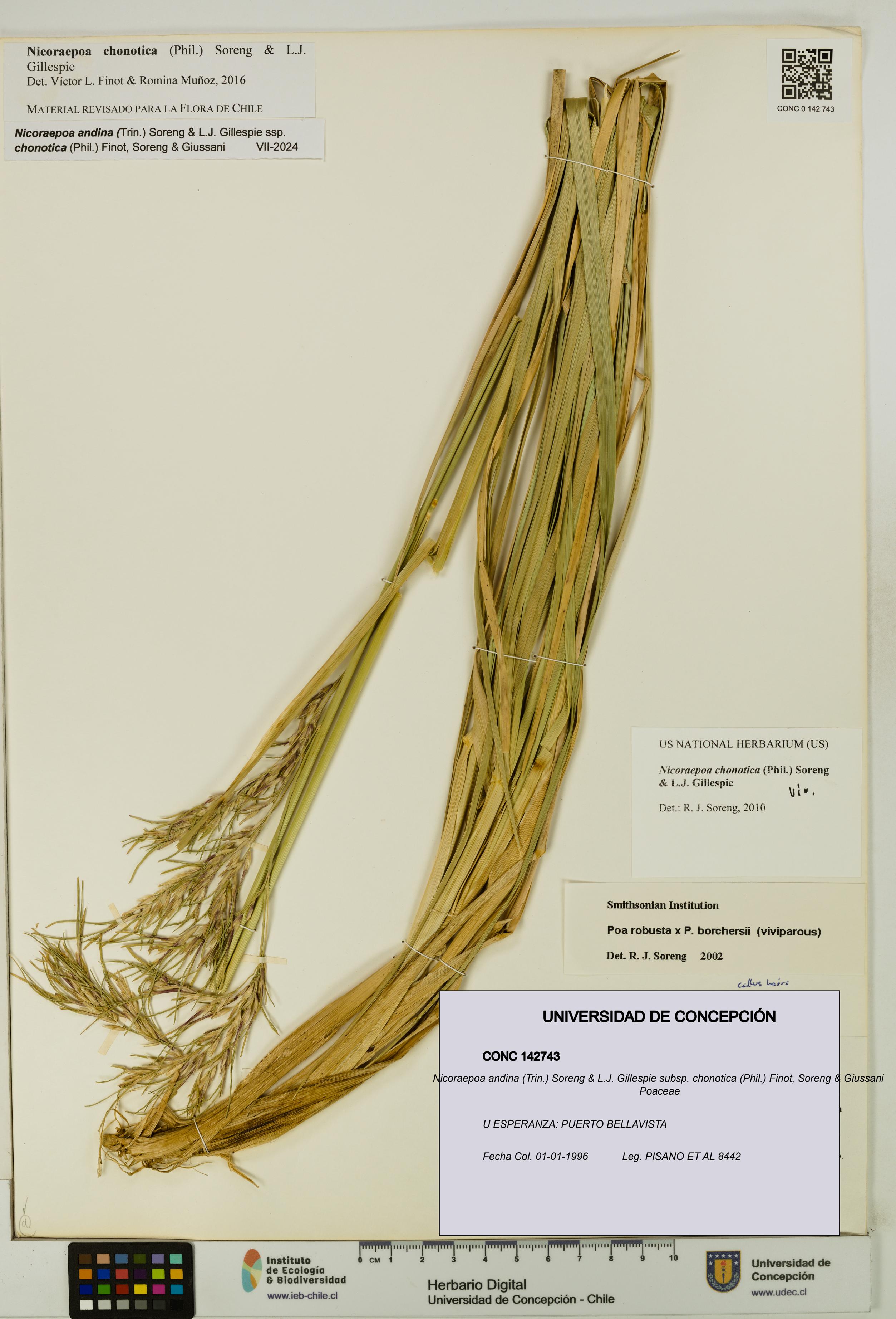 Nicoraepoa andina [Espécimen: UDEC:CONC:0142743]