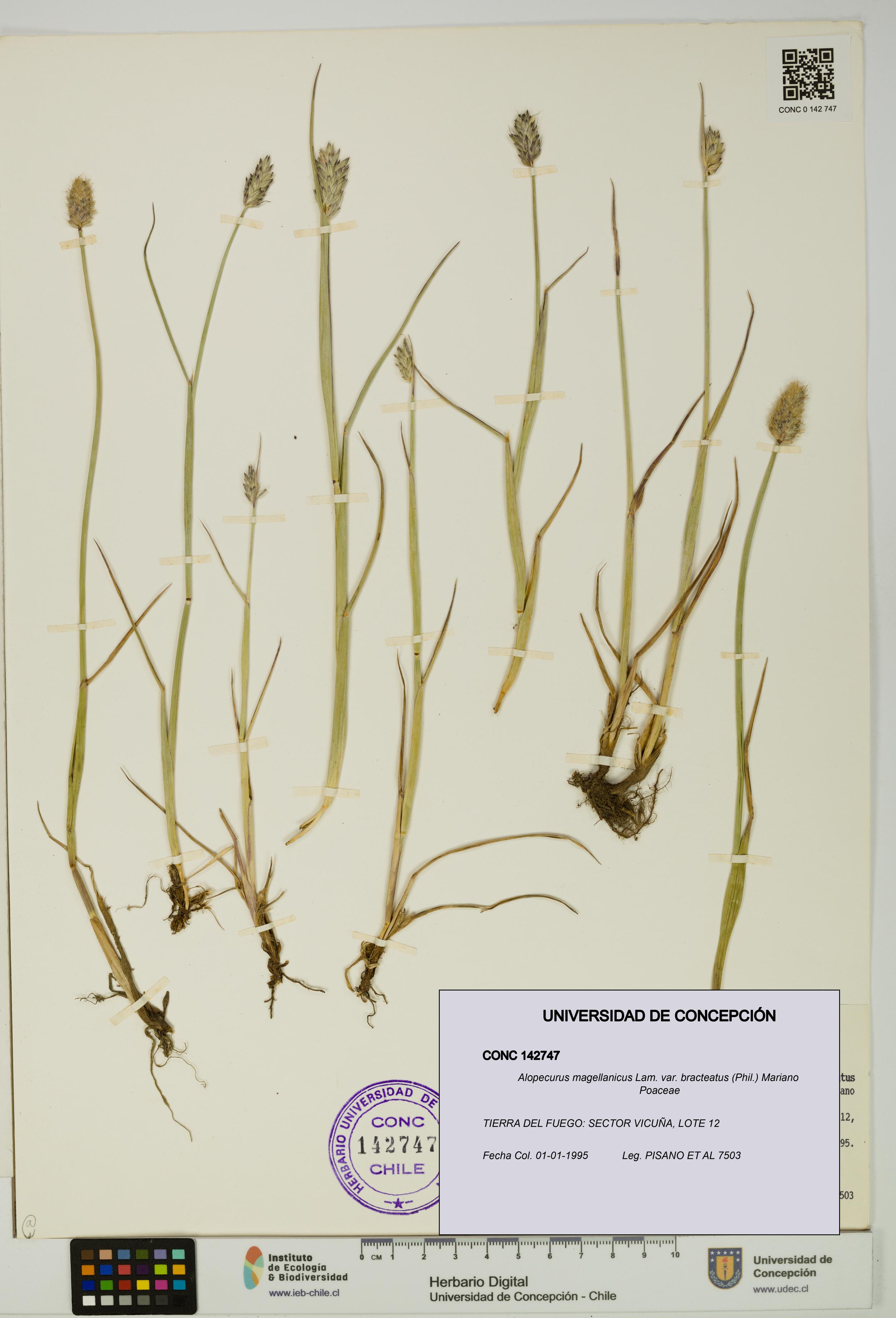 Alopecurus magellanicus var. bracteatus [Espécimen: UDEC:CONC:0142747]