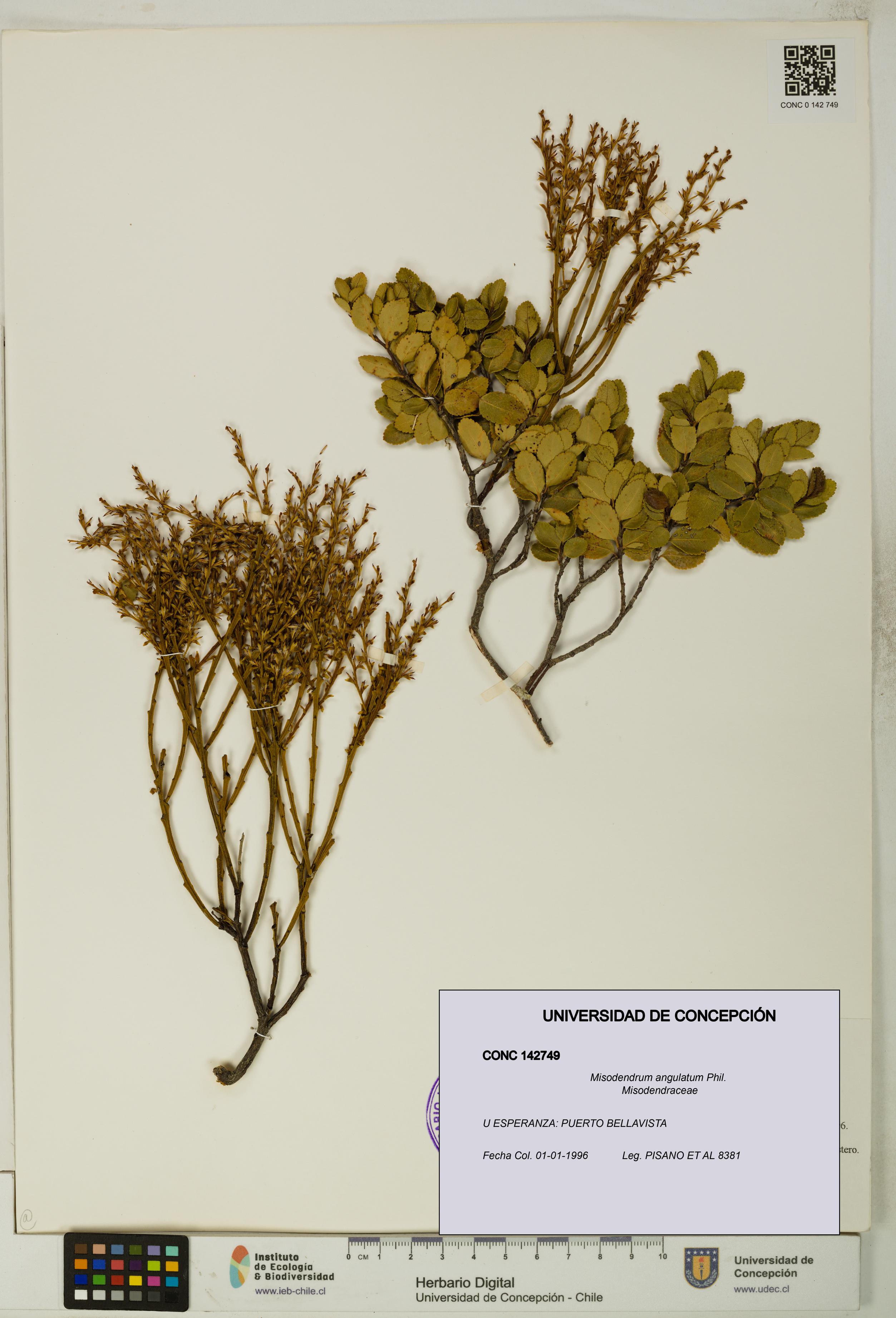 Misodendrum angulatum [Espécimen: UDEC:CONC:0142749]