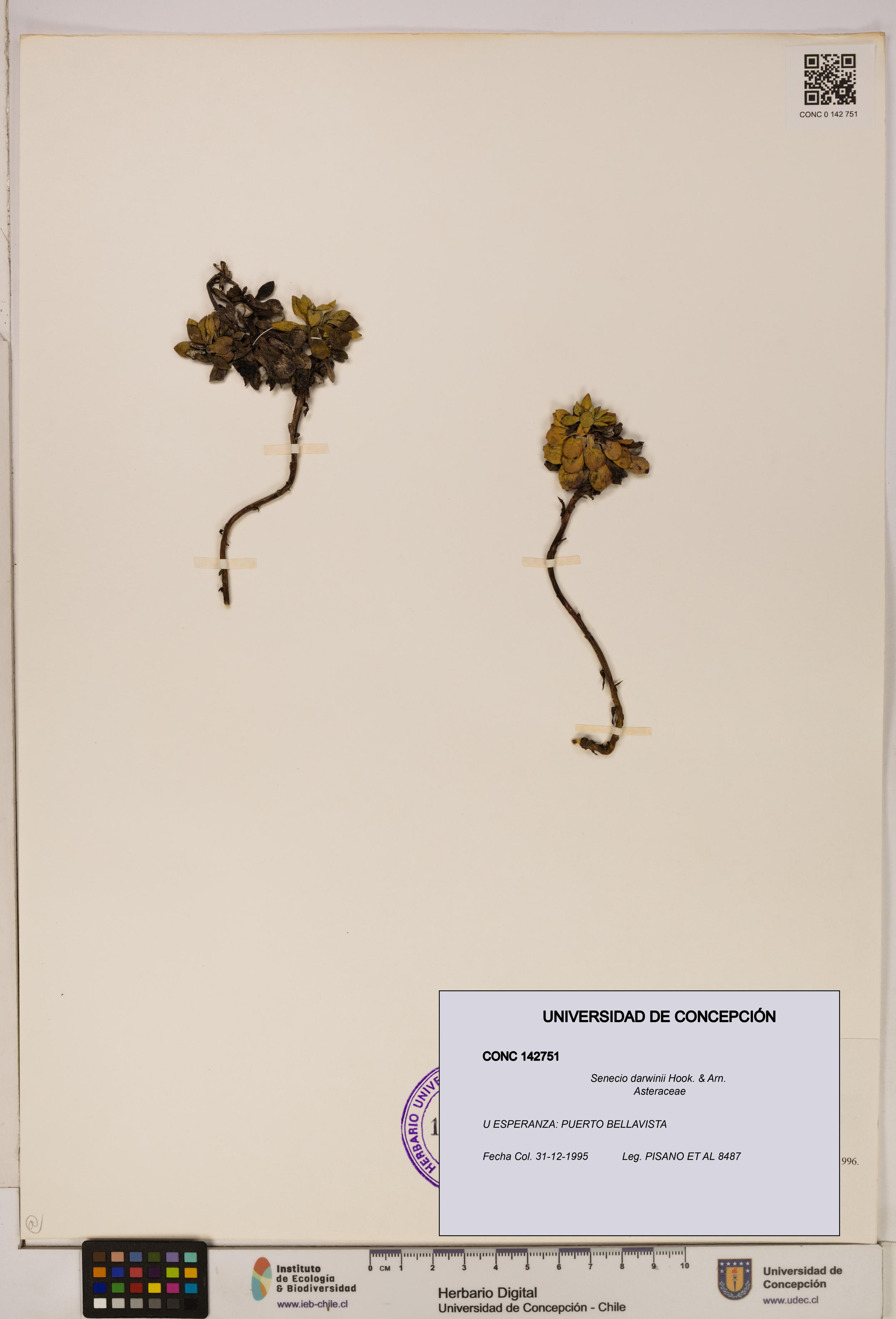 Senecio darwinii [Espécimen: UDEC:CONC:0142751]
