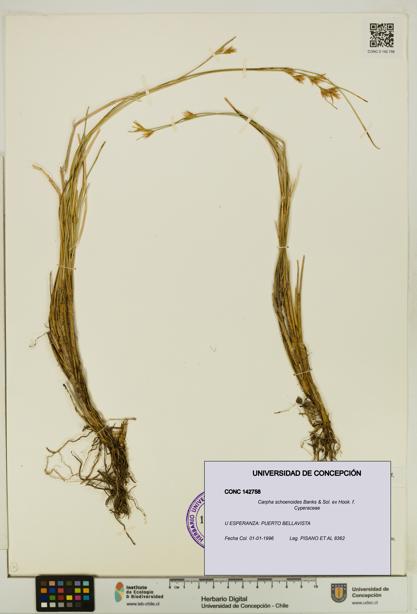 Carpha schoenoides [Espécimen: UDEC:CONC:0142758]