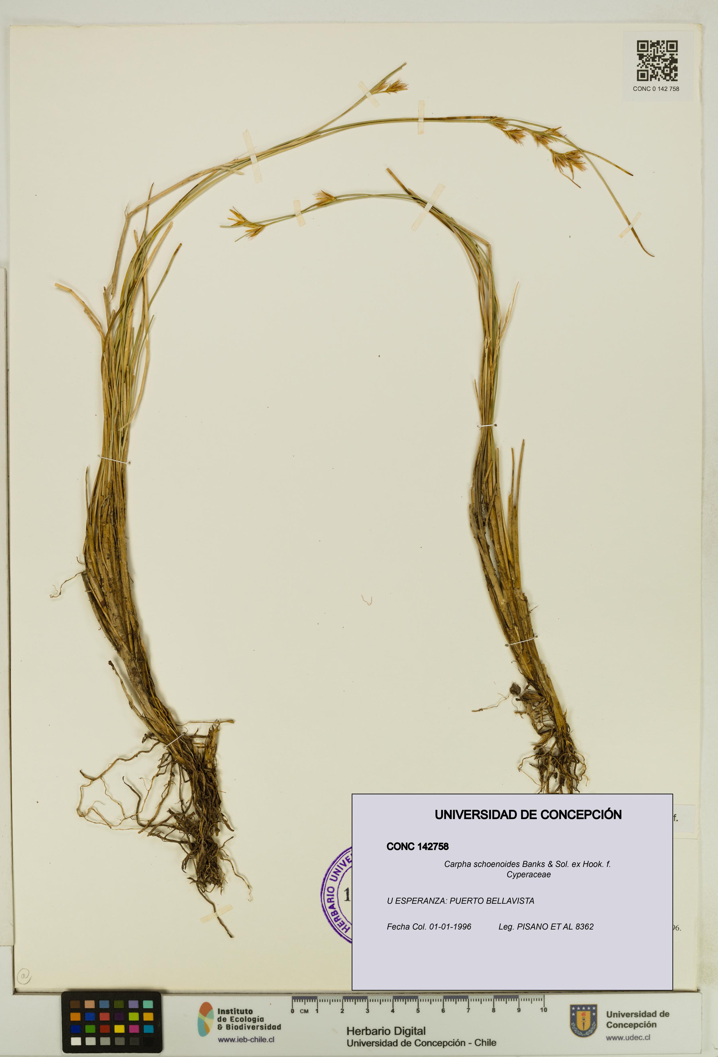 Carpha schoenoides [Espécimen: UDEC:CONC:0142758]