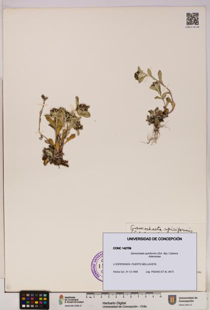 Gamochaeta spiciformis [Espécimen: UDEC:CONC:0142759]
