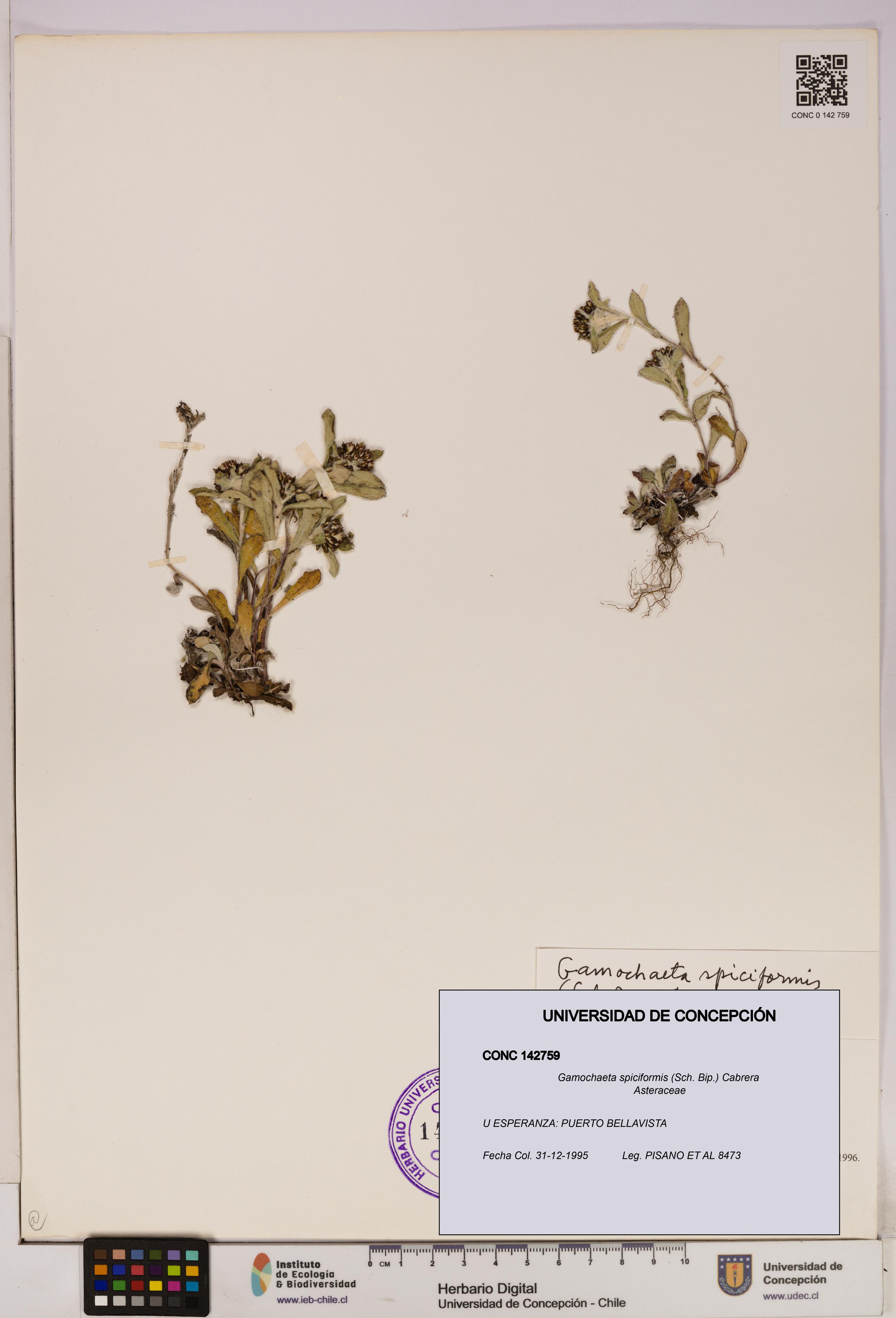Gamochaeta spiciformis [Espécimen: UDEC:CONC:0142759]