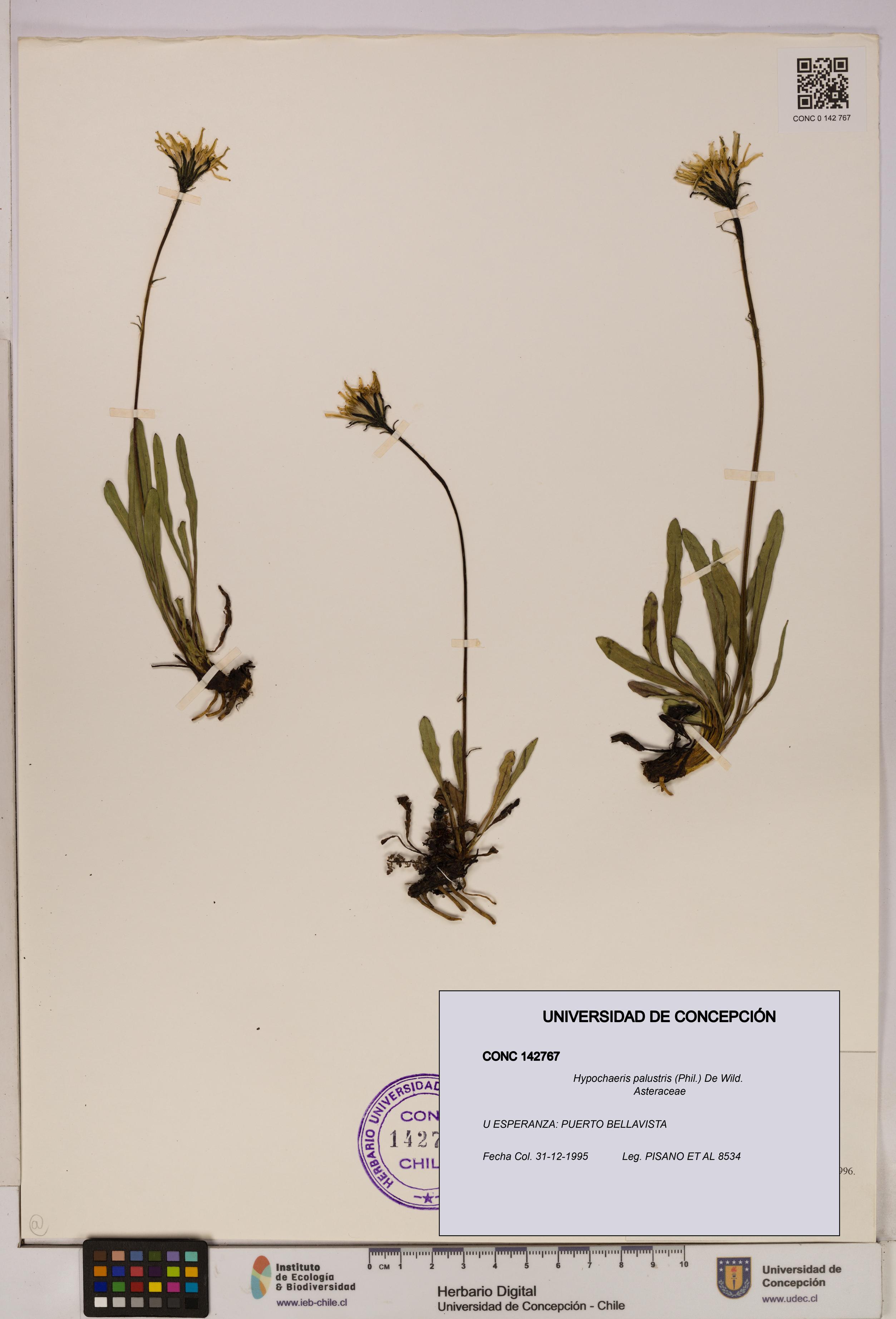 Hypochaeris palustris [Espécimen: UDEC:CONC:0142767]