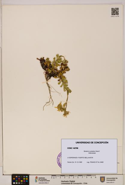 Senecio cuneatus [Espécimen: UDEC:CONC:0142768]