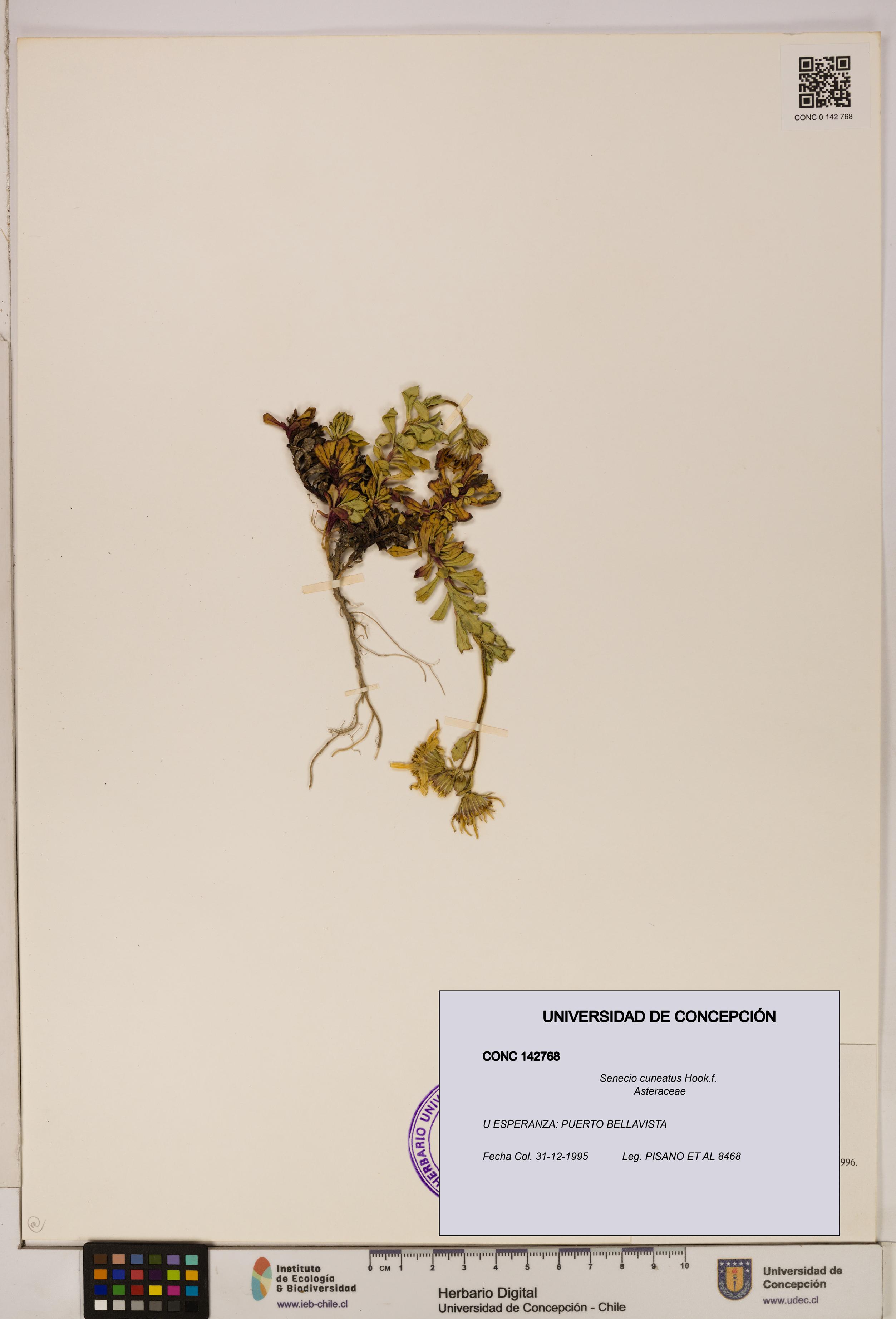Senecio cuneatus [Espécimen: UDEC:CONC:0142768]