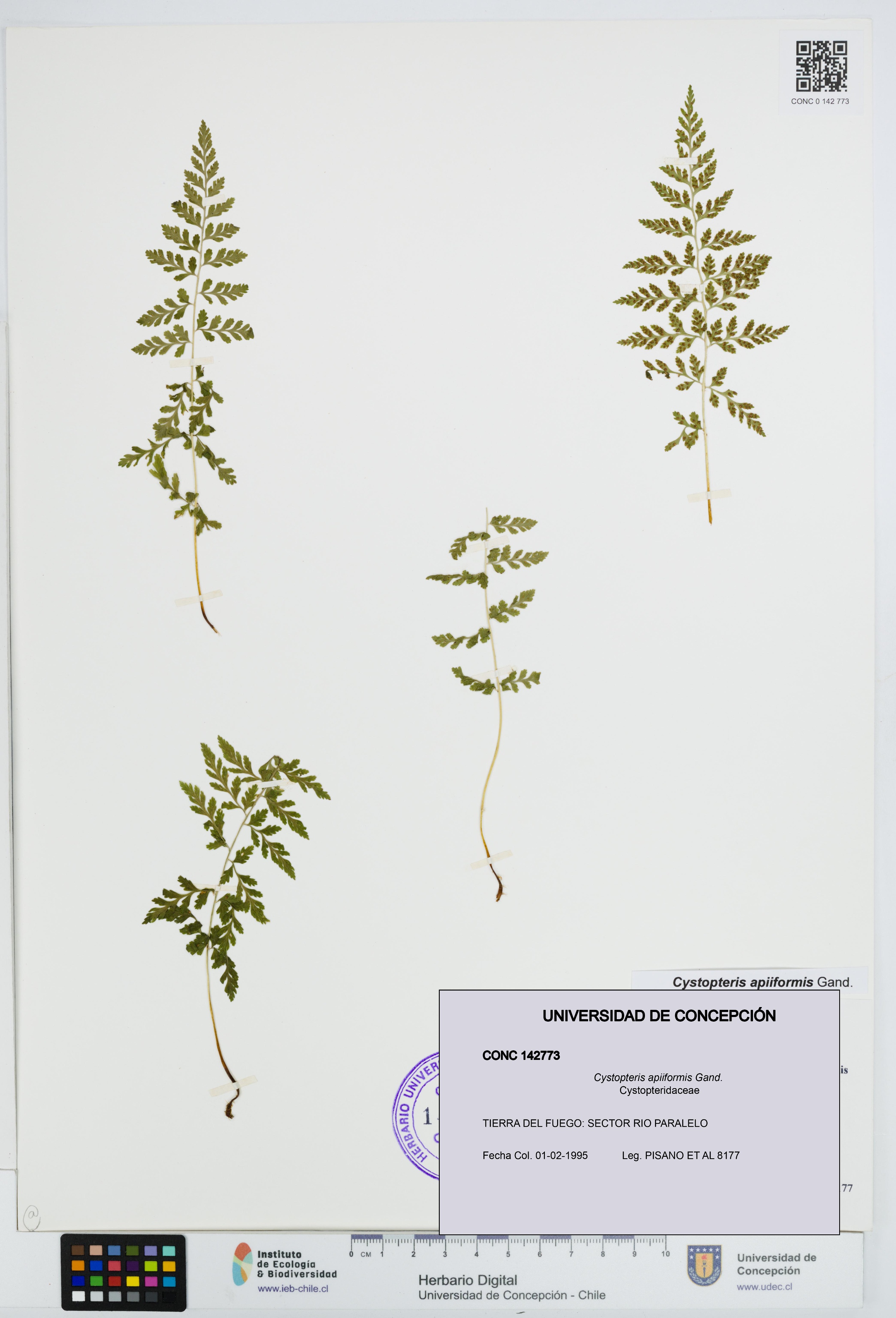 Cystopteris apiiformis [Espécimen: UDEC:CONC:0142773]
