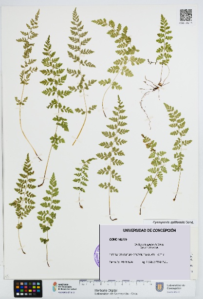 Cystopteris apiiformis [Espécimen: UDEC:CONC:0142779]