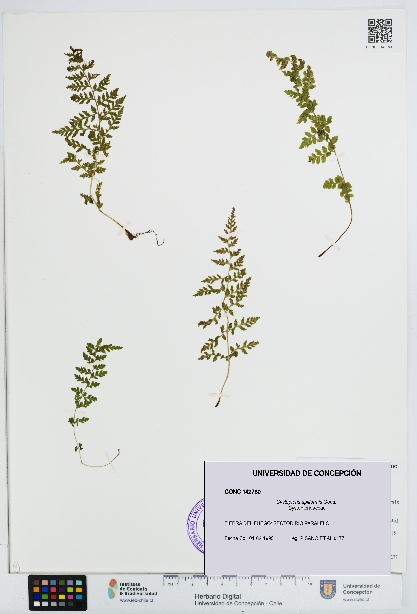 Cystopteris apiiformis [Espécimen: UDEC:CONC:0142780]