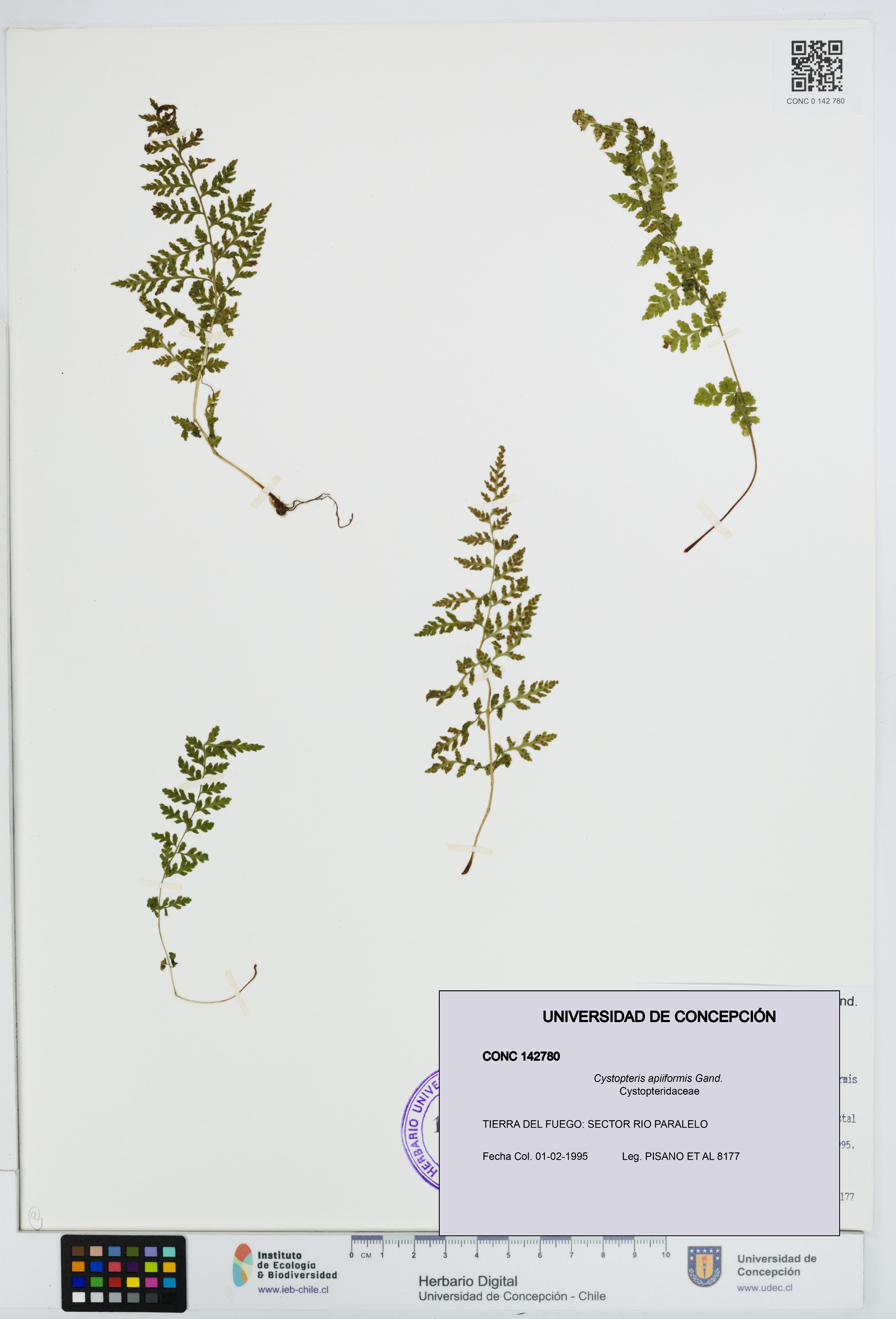 Cystopteris apiiformis [Espécimen: UDEC:CONC:0142780]