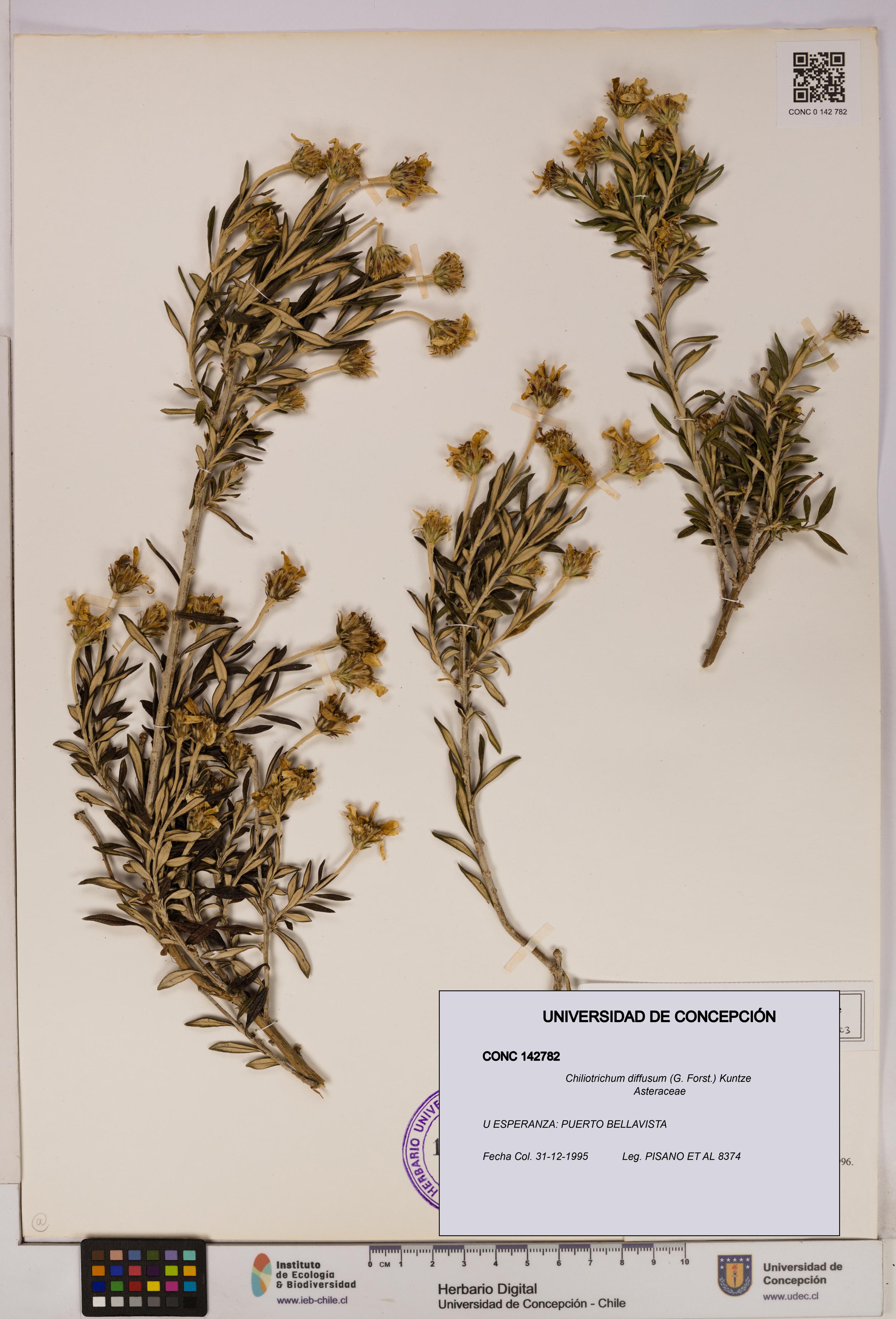 Chiliotrichum diffusum [Espécimen: UDEC:CONC:0142782]