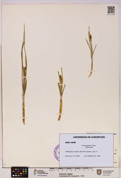 Carex gayana [Espécimen: UDEC:CONC:0142785]