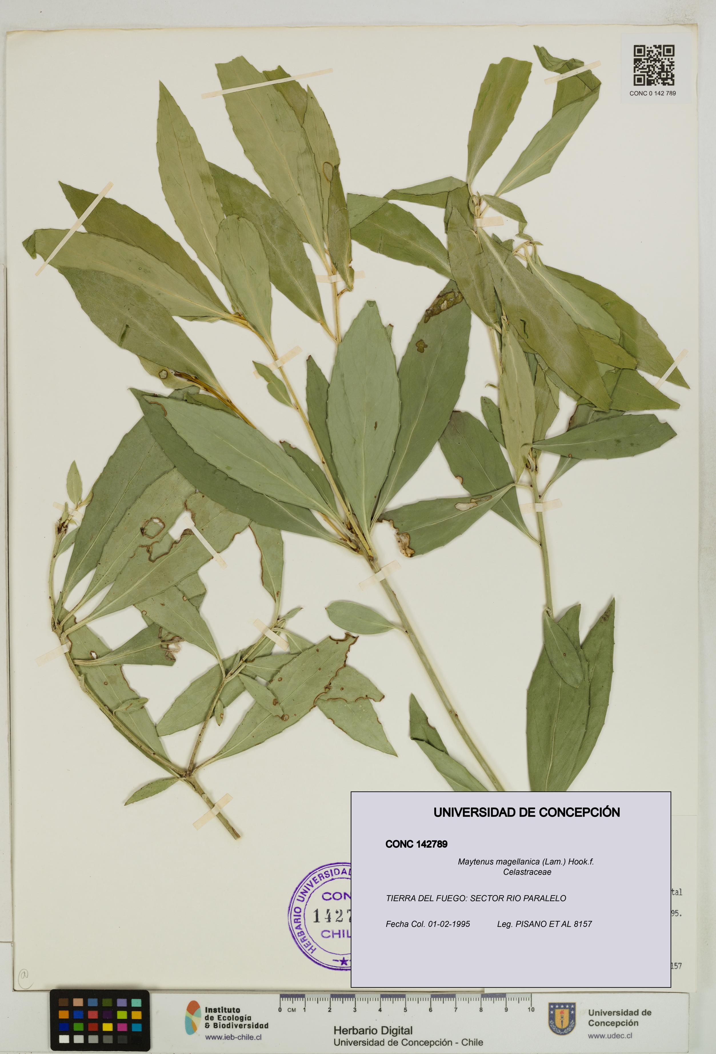 Maytenus magellanica [Espécimen: UDEC:CONC:0142789]