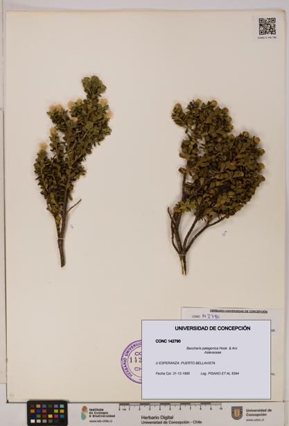 Baccharis patagonica [Espécimen: UDEC:CONC:0142790]