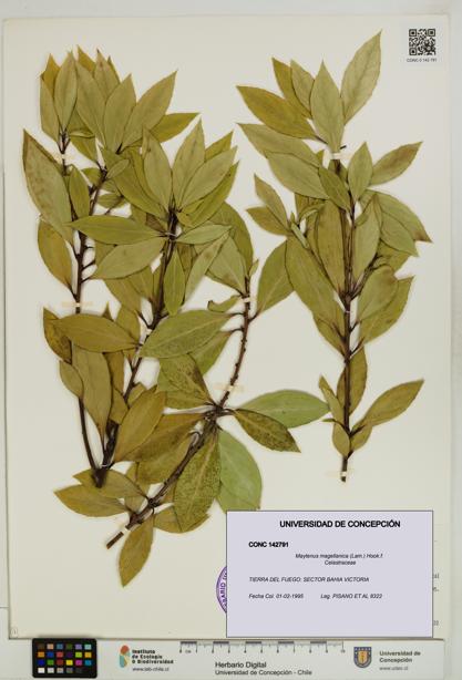 Maytenus magellanica [Espécimen: UDEC:CONC:0142791]
