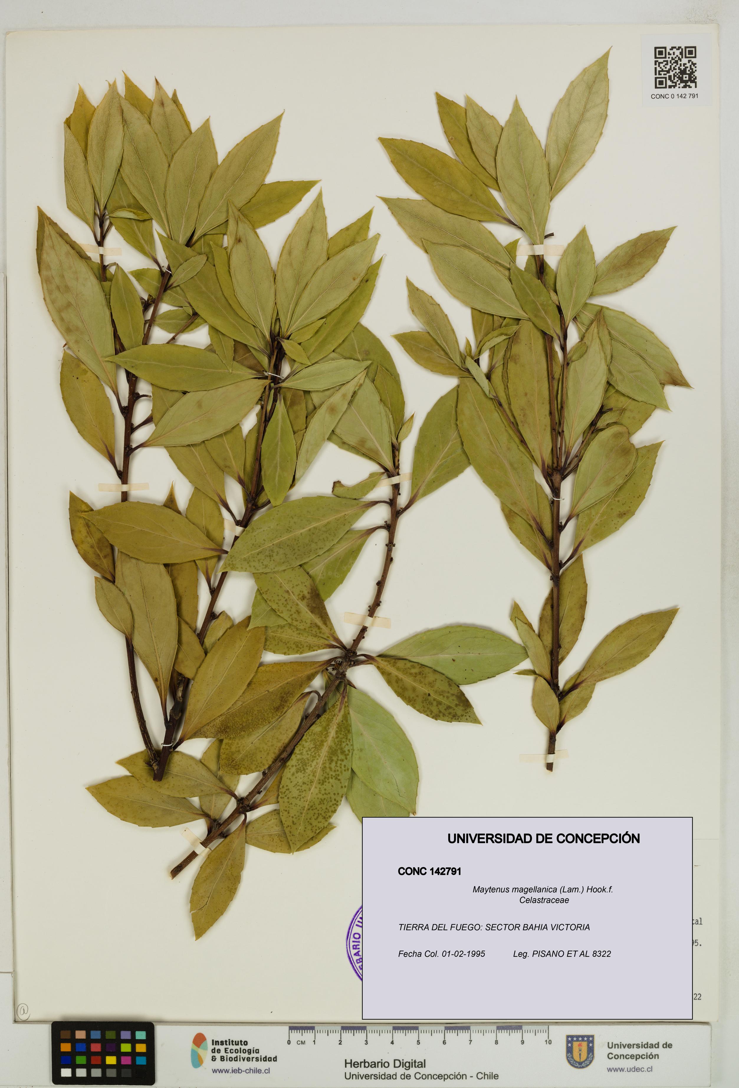 Maytenus magellanica [Espécimen: UDEC:CONC:0142791]